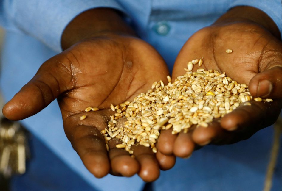 Photo: Somali trader, Mohamed Nur displays wheat imported from Ukraine at the Bakara open air market in Mogadishu, Somalia July 15, 2023. Credit: REUTERS/Feisal Omar