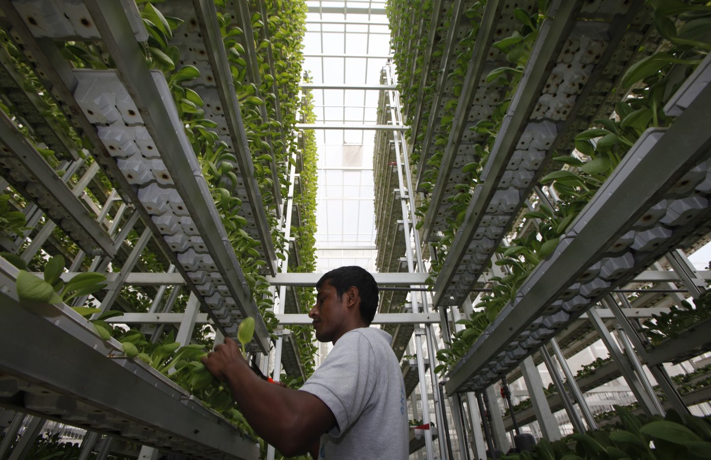 Photo: A worker harvests fresh produce from a tower at Sky Greens vertical farm in Singapore July 30, 2014. While Singapore ranks fifth out of 109 countries in the Economist Intelligence Unit's global food security index, the government wants to diversify its food sources and become more self reliant in producing eggs, fish and leafy vegetables. As part of its efforts, it has provided some funding and research support to local vertical farming company Sky Greens, which grows leafy vegetables at its farm in three-storey high frames inside greenhouses. Picture taken July 30, 2014. Credit: REUTERS/Edgar Su