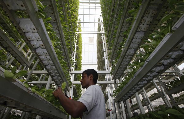 Photo: A worker harvests fresh produce from a tower at Sky Greens vertical farm in Singapore July 30, 2014. While Singapore ranks fifth out of 109 countries in the Economist Intelligence Unit's global food security index, the government wants to diversify its food sources and become more self reliant in producing eggs, fish and leafy vegetables. As part of its efforts, it has provided some funding and research support to local vertical farming company Sky Greens, which grows leafy vegetables at its farm in three-storey high frames inside greenhouses. Picture taken July 30, 2014. Credit: REUTERS/Edgar Su